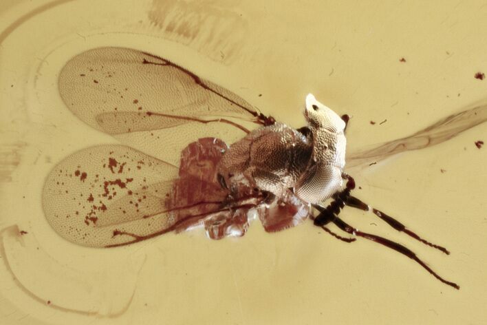 Detailed Fossil Wasp (Chalcidoidea) In Baltic Amber #346571